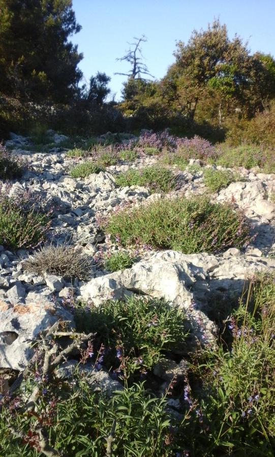 Vlasta * Mali Losinj